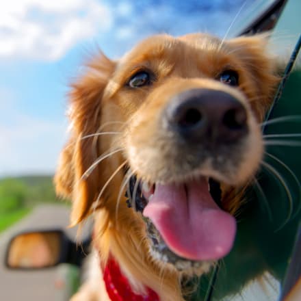A smiling dog with his head out the window of a car.
