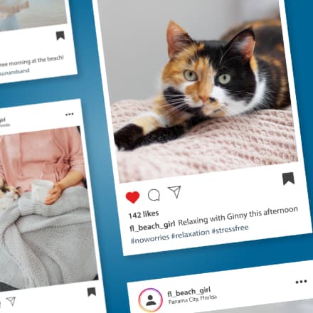 An Instagram feed focusing on a post of a cat relaxing on a blanket.