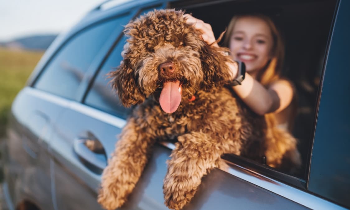 Happy dog leaning out of a car window while a smiling child pets it from inside the vehicle.